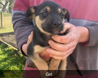 Kelpie/staghound/ibizan pups