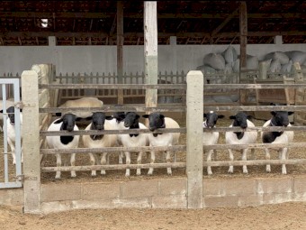 Healthy Dorper for sale