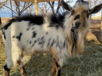 Nigerian Dwarf Goats 