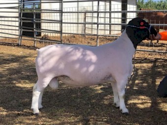 Healthy Dorper Rams for Breeding and Meat 