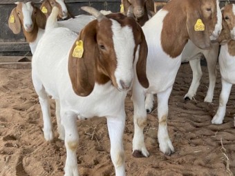 Fullblood Boer Goats 