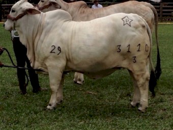 mature Brahman bulls