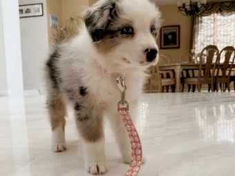 Australian Shepherd Puppy 