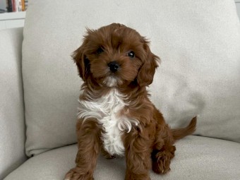 Cavapoo Puppies for rehoming 