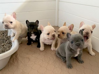 French Bulldog puppies 