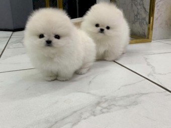 CutePomeranian puppies Available
