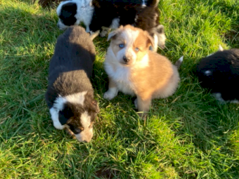 Border Collie puppy  dogs for sale 