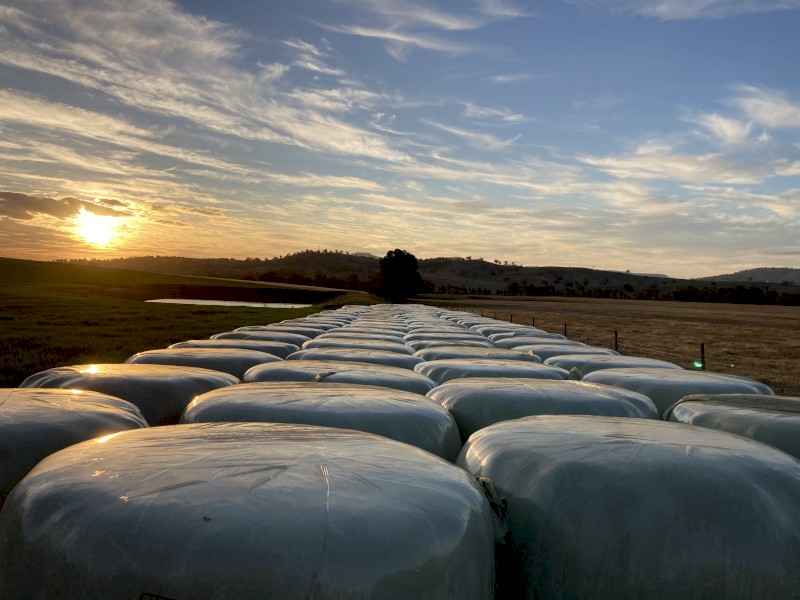 Rye Clover Silage x 100
