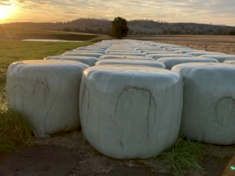 Rye Clover Silage x 100