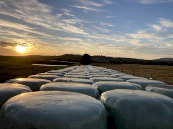 Rye Clover Silage x 100