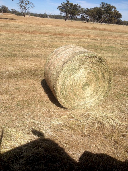 Ryegrass Hay 5x4 Round Bales