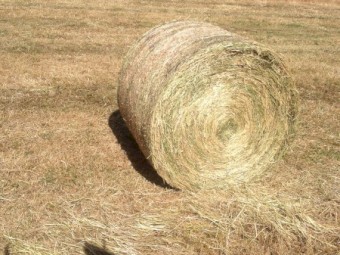 Ryegrass Hay 5x4 Round Bales