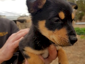 Kelpie Purebred Puppies (2 Females & 2 Males)