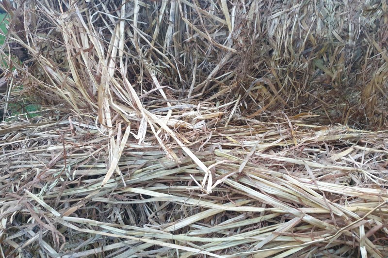 2020 Season Oaten Hay rolls