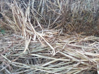 2020 Season Oaten Hay rolls