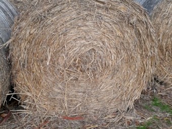 2020 Season Oaten Hay rolls