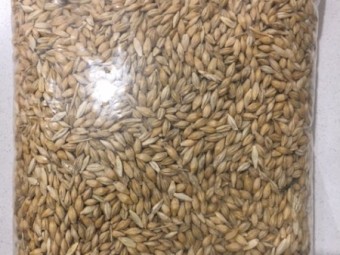 WANTED Barley F1 and/or F2