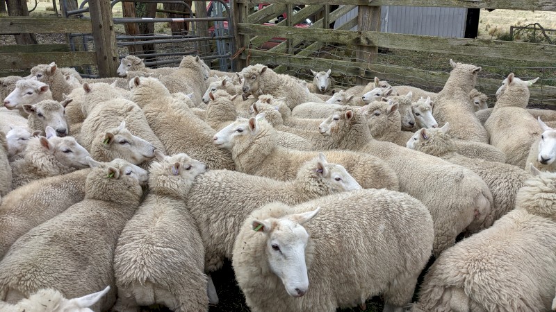 2020 drop Cheviot Ewes for sale