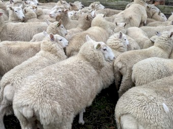 2020 drop Cheviot Ewes for sale