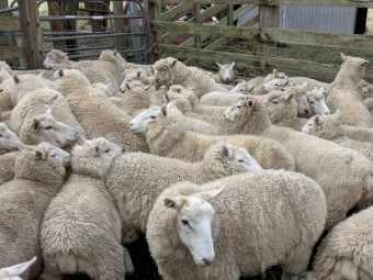 2020 drop Cheviot Ewes for sale