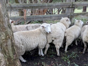 2020 drop Cheviot Ewes for sale