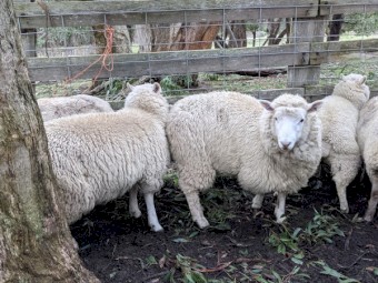 2020 drop Cheviot Ewes for sale