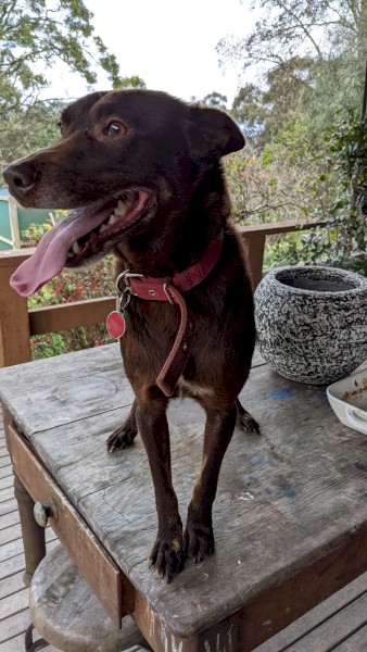 Red Kelpie Sheepdog - Trained