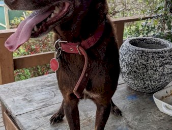 Red Kelpie Sheepdog - Trained