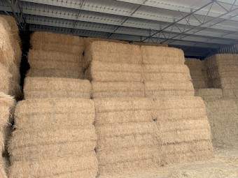 120mt Lucerne Hay 600kg 8x4x3 Bales