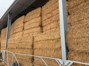 120mt Lucerne Hay 600kg 8x4x3 Bales