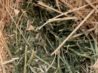 120mt Lucerne Hay 600kg 8x4x3 Bales