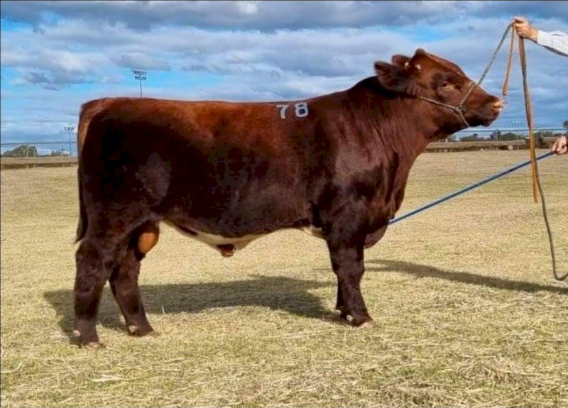 Shorthorn Bull