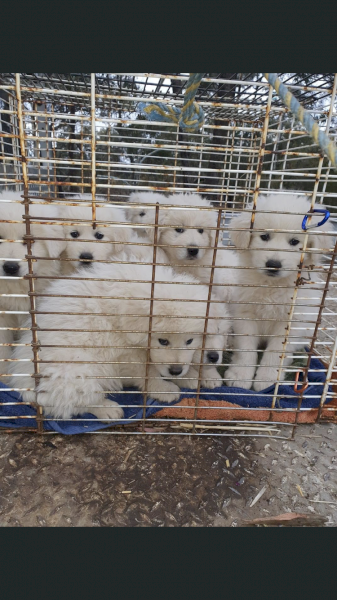 Maremma pups