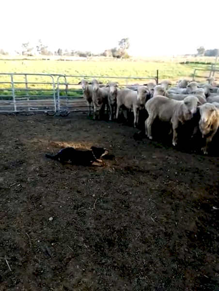 Purebred 13 month old Kelpie Bitch