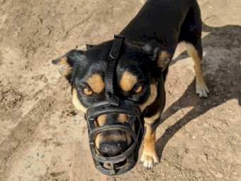 Purebred 13 month old Kelpie Bitch