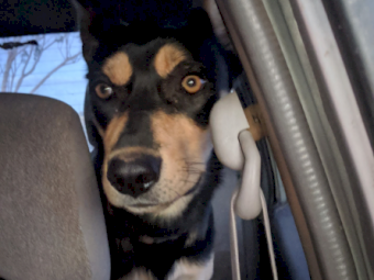 Purebred 13 month old Kelpie Bitch