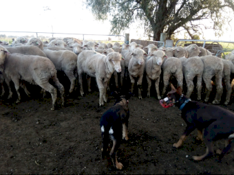 Purebred 13 month old Kelpie Bitch
