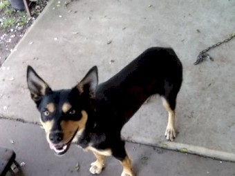 Purebred 13 month old Kelpie Bitch