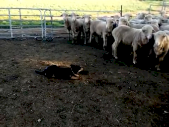 Purebred 13 month old Kelpie Bitch