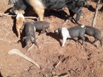 Wessex X Duroc Piglets