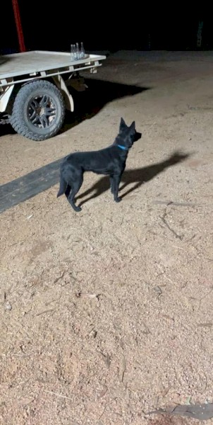 Working pup for sale