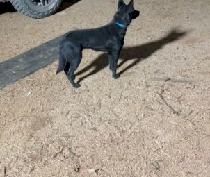 Working pup for sale