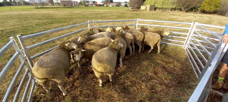 Composite Ewes in Lamb x 14