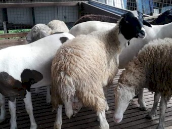 Healthy Ewe, Lambs And Ram For Sale