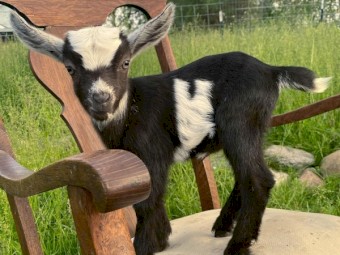 Young Boer/Nubian Billy Goats Available For Sale