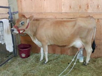 Healthy Jersey milk cows and heifers for Sale