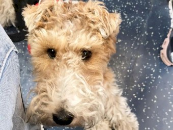 Adorable Fox Terrier Puppies available For Sale 