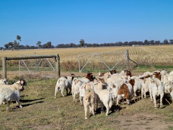 Boer Goats x 80