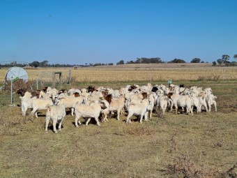 Boer Goats x 80