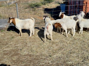 Boer Goats x 80